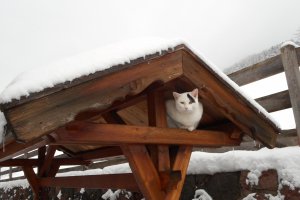 Kater Maxi an seinem Lieblingsplatz