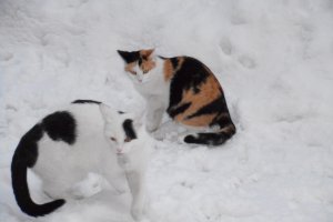 Klein Maxi und Flecki im Neuschnee