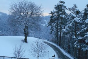 Neuschnee am Heideggerhof - Blick auf Kirschbaum und Föhrenwald