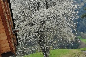 Kirschbaumblüte auf dem Heideggerhof