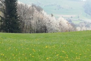 Frühling in Völs am Schlern