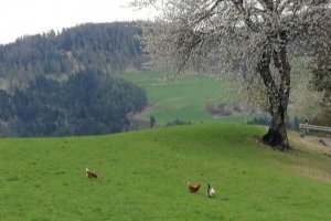 Der Gockel mit den Hühnern auf der Frühlingswiese