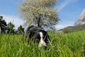 Kirschbaumblüte mit Sultan im frischen Gras