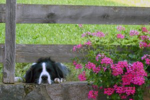 Hofhund Sultan und die Geranie