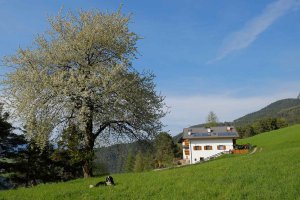 Frühlingserwachen - Kirschbaumblüte am Heideggerhof