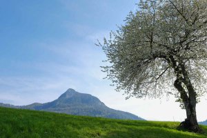 Kirschbaumblüte mit Blick zum Tschafon