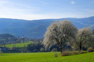 Kirschbaumblüte mit Blick auf Völs und Umgebung